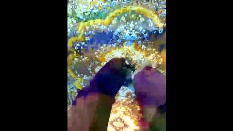 x_couple2 @ stripchat on 20260217