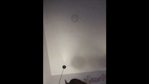 saorii_kiido @ stripchat on 20260222