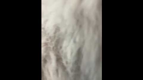 mariid @ stripchat on 20260225