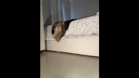 cutefatii @ stripchat on 20260228