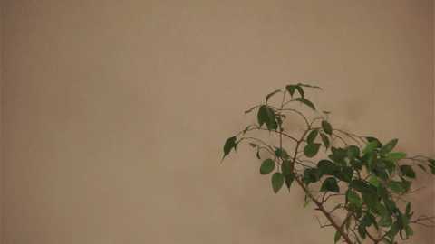 jamaaono @ stripchat on 20260301