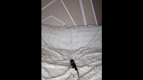 slimbellaa @ stripchat on 20260305