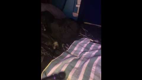 melissa_schneider @ stripchat on 20260311